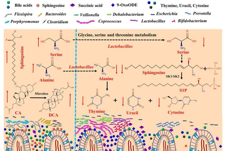 Study provides new insights for prevention and treatment of colon cancer by probiotics intervention