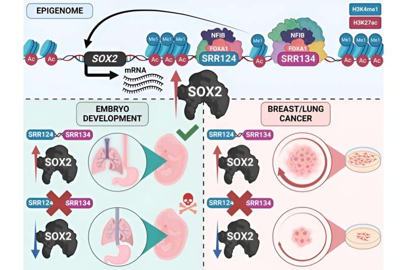 Researchers find a cancer enhancer in the genome that drives tumor cell growth