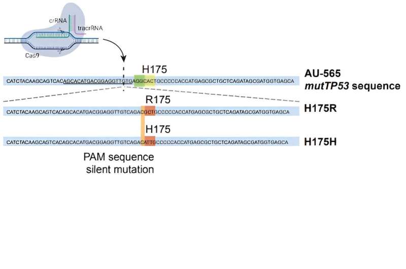 Cracking the code: Researchers unravel how mutant protein drives cancer growth