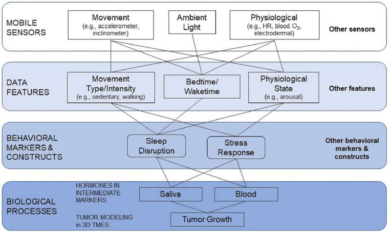 This framework depicts how data gathered from mobile devices can be used to inform underlying biological processes. A laboratory study of tumor cells in a tumor modeling system is necessary to understand the impact of sensed behaviors on tumor growth through hormones in an intermediate biological marker, such as circulating cortisol levels in saliva. Credit: Internet Interventions (2023). DOI: 10.1016/j.invent.2023.100644