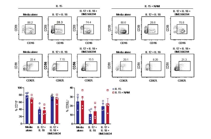 Can a vitamin transform natural killer cells into a cancer therapy? Scientists think the answer is yes