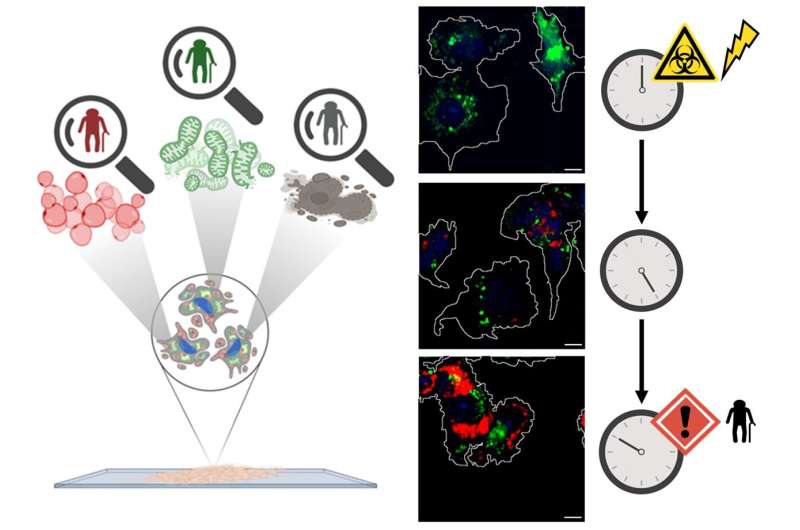 A pioneering study from Politecnico di Milano sheds light on one of the still poorly understood aspects of cancer