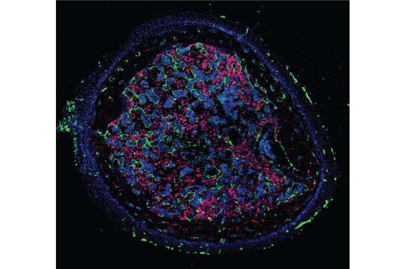 Transient wave of hematopoietic stem cell production in late fetuses and young adults