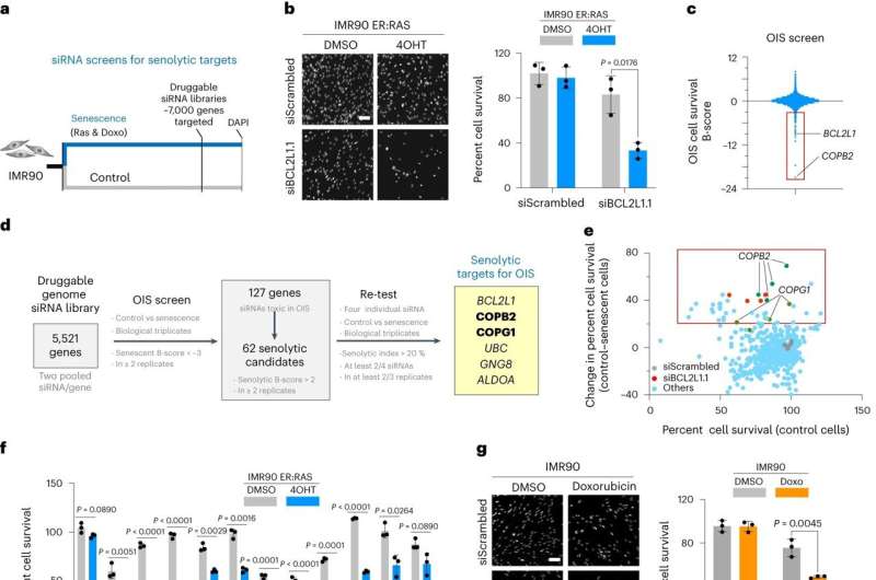 New target identified for drugs to treat cancer and age-related diseases