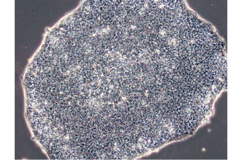 Culturing cheaper stem cells