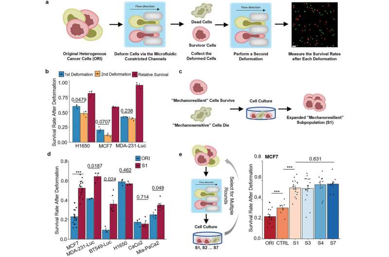 Study sheds a new light on cancer metastasis