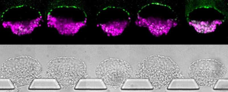 **Breakthrough stem cell platform could shed light on mysteries of early human development