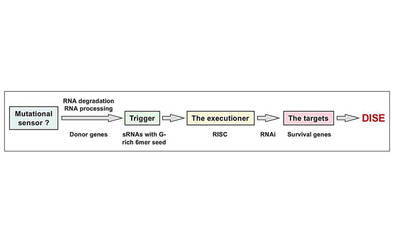 An ancient anti-cancer mechanism: DISE