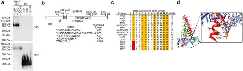 Protein that regulates pigment cell development evaluated for role in skin cancer