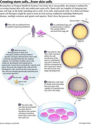 Researchers successfully convert human skin cells into embryonic stem cells