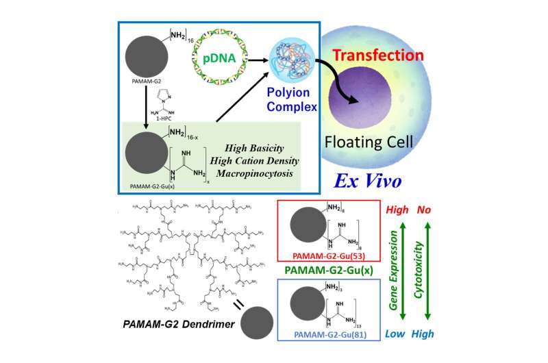 Hairy polymer balls help get genetic blueprints inside T-cells for blood cancer therapy