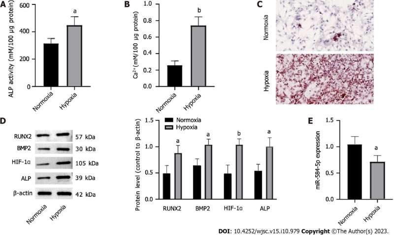 MicroRNA-584-5p/RUNX family transcription factor 2 axis mediates hypoxia-induced osteogenic differentiation of periosteal stem cells