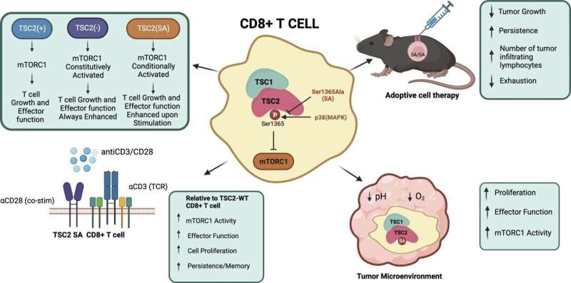 Researchers report protein mutation creates 'super' T cells with potential to fight off cancer and infections