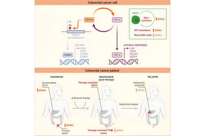 Study identifies a novel regulator of dormant cancer cells and chemoresistance in colorectal cancer