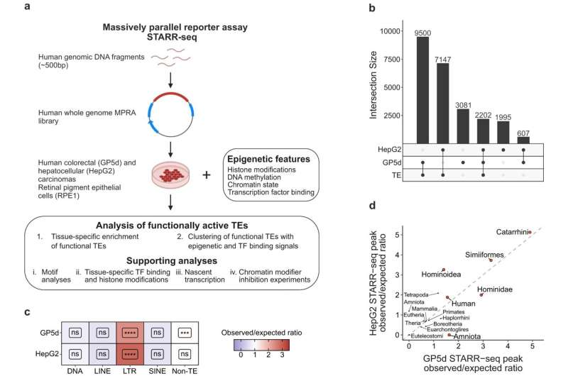 Mobile DNA elements can boost the development of malignant tumors