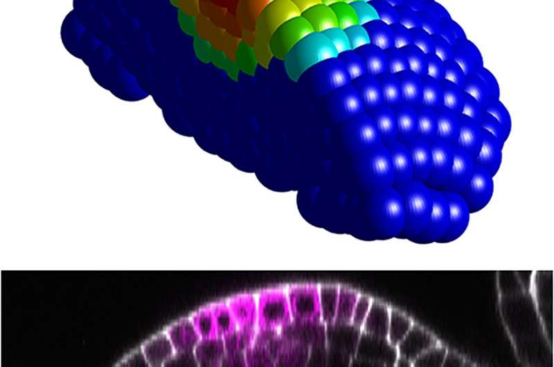 Study sheds light on stem cell proliferation that may one day boost crop yields