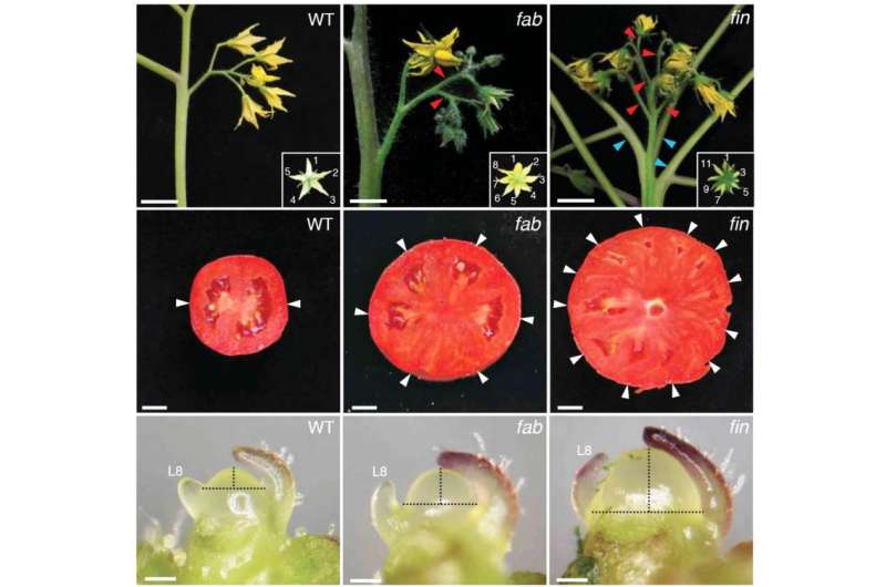 Team pinpoints genes that make plant stem cells, revealing origin of beefsteak tomatoes