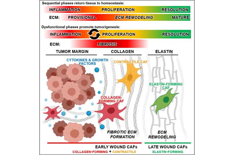 Phase-specific signatures of wound fibroblasts and matrix patterns