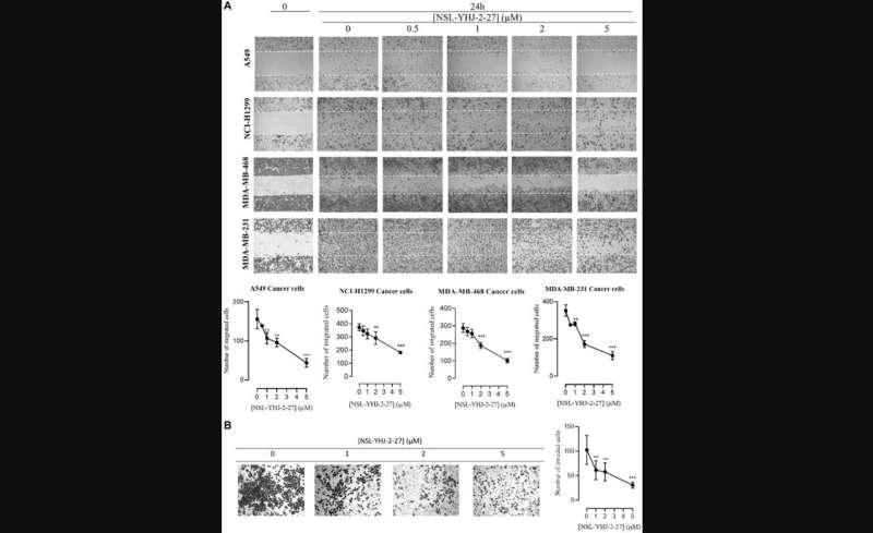 aOncotarget | Polyisoprenylated cysteinyl amide inhibitors deplete g-proteins in cancer cells