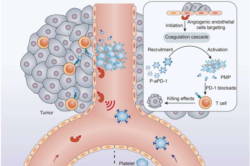 New drug delivery method harnesses clotting to target anti-cancer drugs at tumors