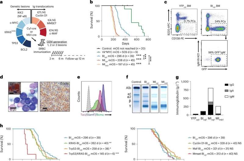 Scientists create mouse avatars to treat multiple myeloma