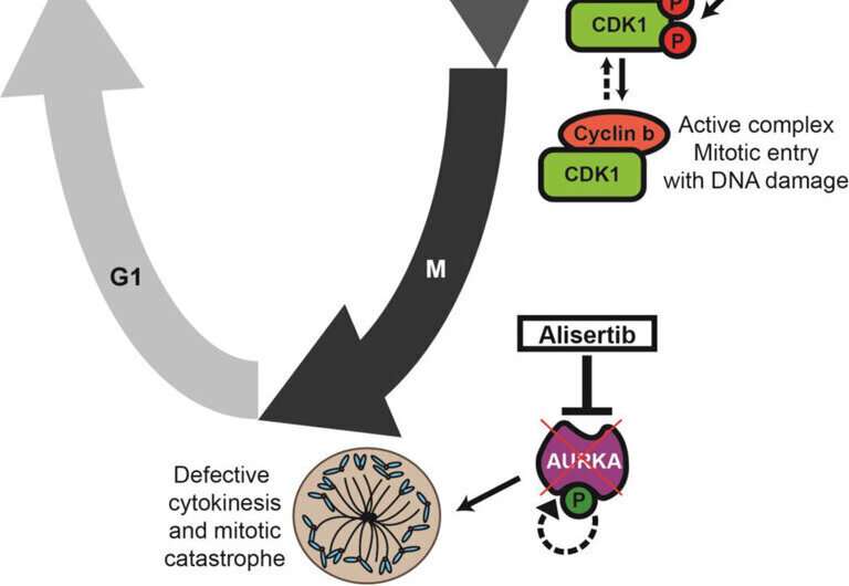 New findings support novel combination treatment for head and neck cancers