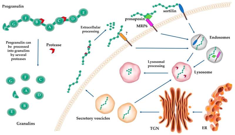 New review reveals the critical role of progranulin in cancer