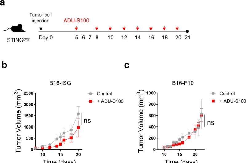 Researchers discover two-pronged approach to stimulate STING antitumor activity