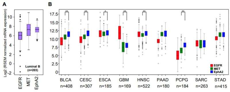 Promising strategy to combat tumor cells by targeting combination of cellular mechanisms