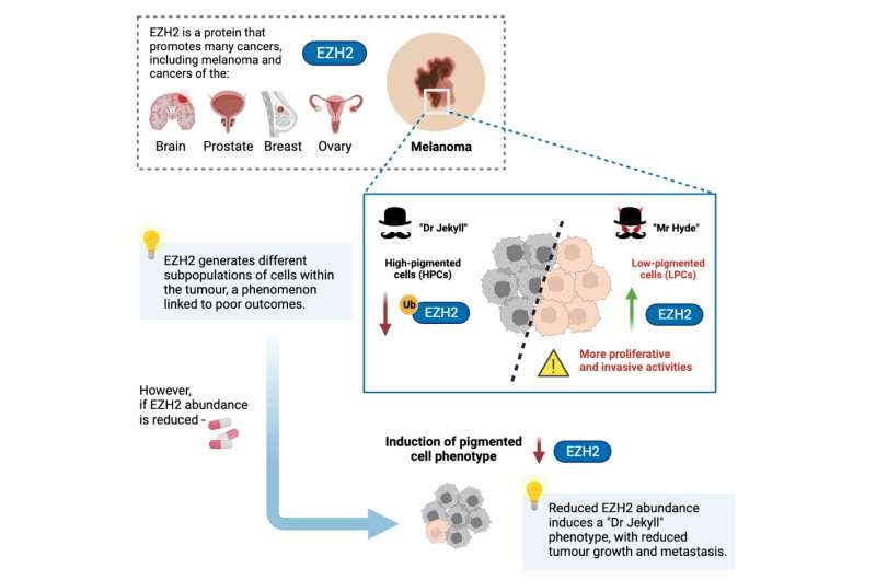 research discovers ‘Dr Jekyll and Mr Hyde’ cancer cells