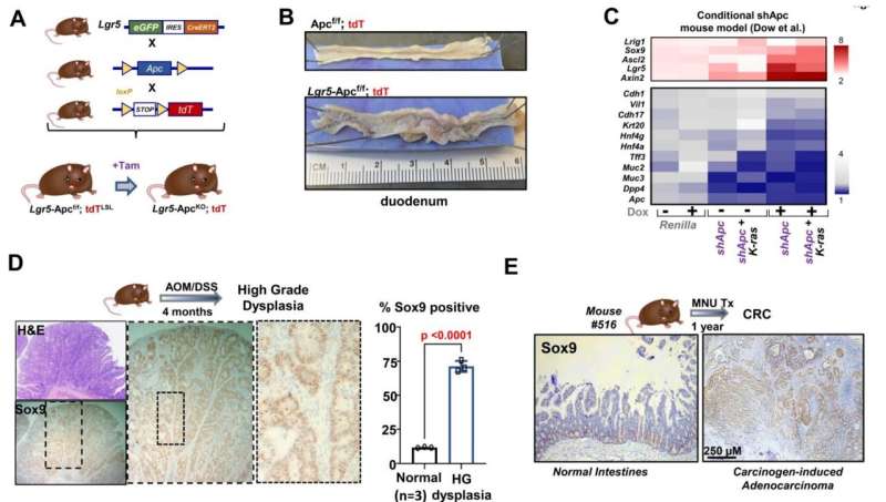 Sox9 protein enables molecular time travel that can lead to colorectal cancer