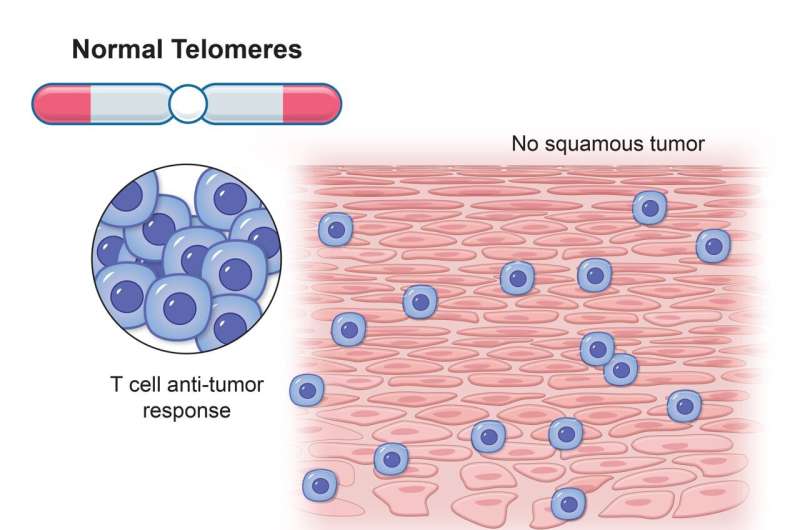 20-year study may upend long-held theory about chromosomes and cancer