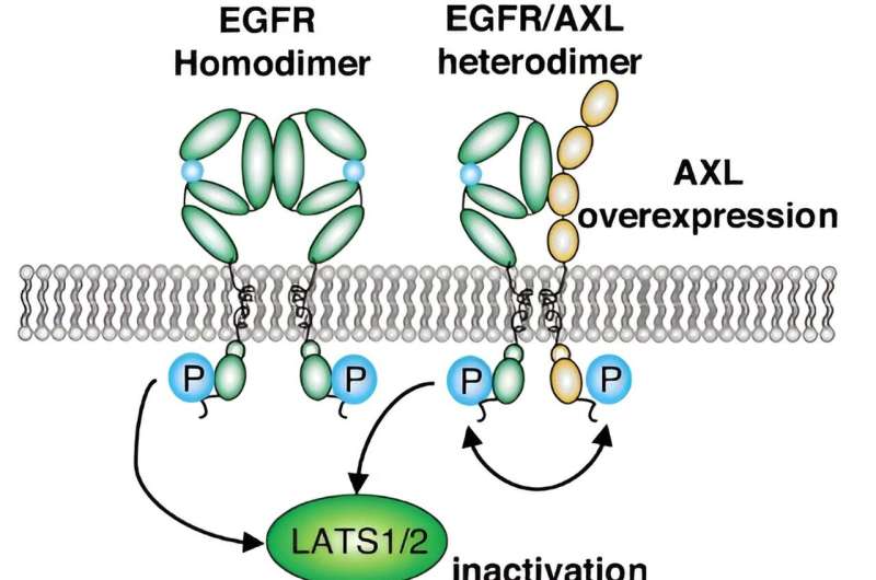 A combination of cancer inhibitors shows success in slowing tumor growth