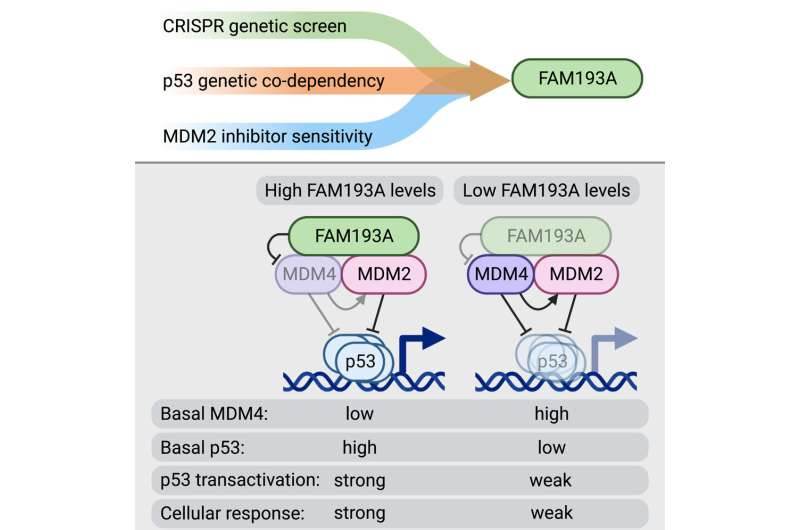 Cancer researchers identify protein with novel anti-tumoral activities