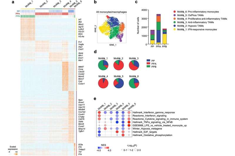 Mechanism of PTEN deficient breast cancer detailed, suggesting improved therapeutics