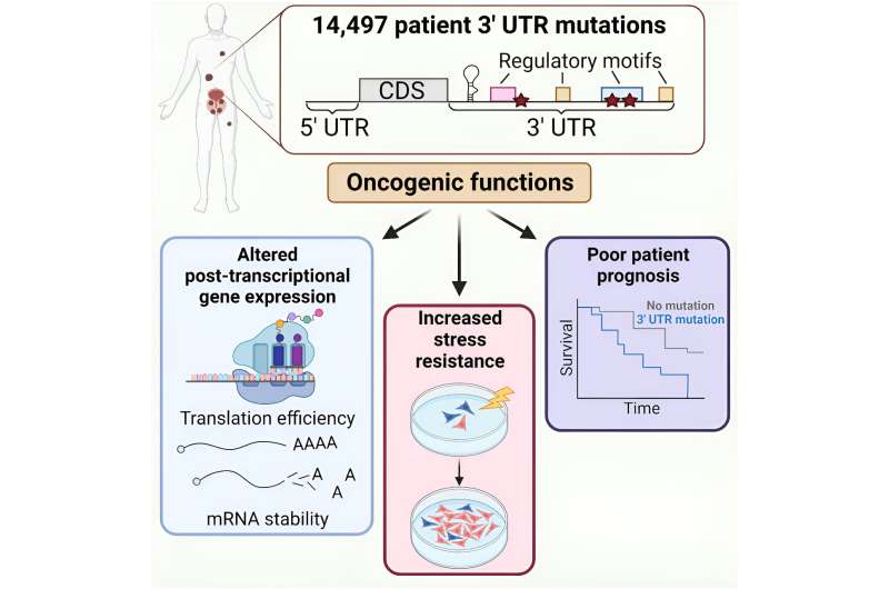 RNA stability may play a role in prostate cancer