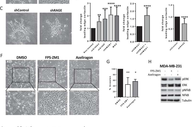 RAGE as a driver of cell plasticity in aggressive subtype of triple-negative breast cancer