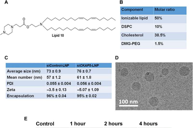 Cancer therapy - gene silencing of cytoskeleton-associated protein 5 in genetically unstable cancer cells