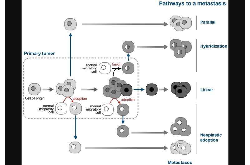 Adopted neoplastic cells and the consequences of their existence