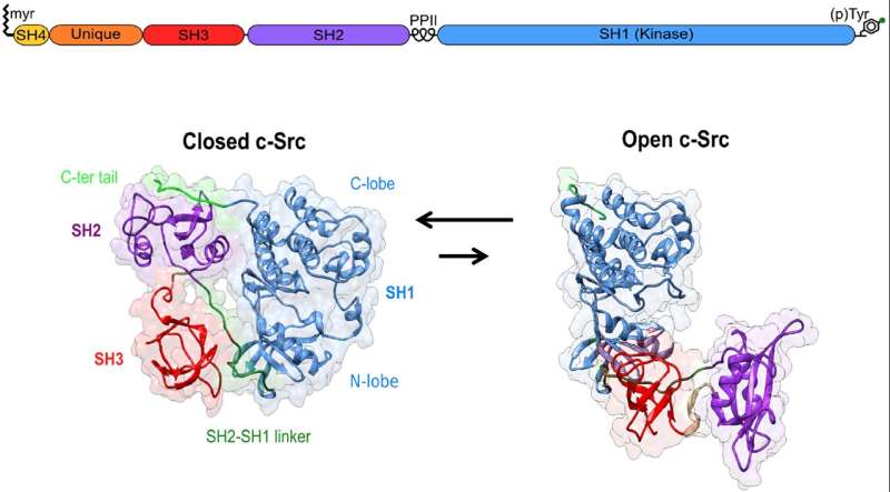 Targeting the Src N-Terminal regulatory element in cancer