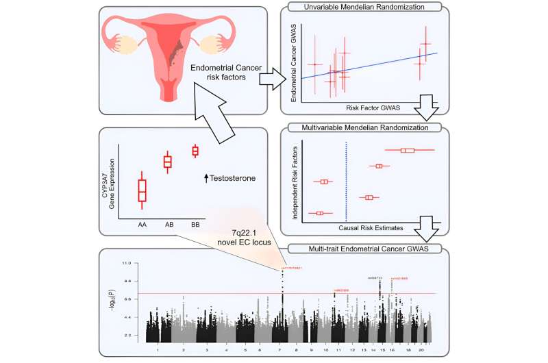 Common hormone could hold key to treating endometrial cancer