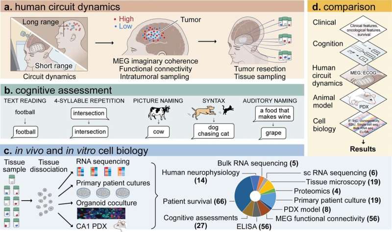 Glioblastoma found to hijack cognitive neural networks with thrombospondin-1