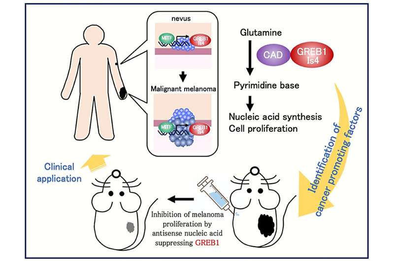 New insights into melanoma development and therapy