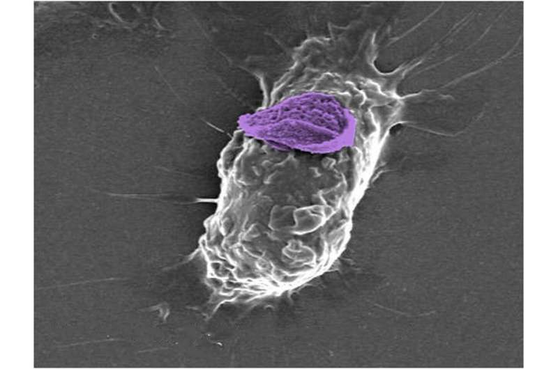 'Backpacks' boost immune cells' ability to kill cancer