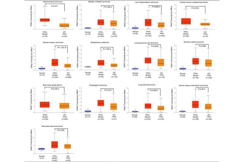 Compound d16 reduces tumor growth and overcomes therapeutic resistance in mutant p53-bearing cancers