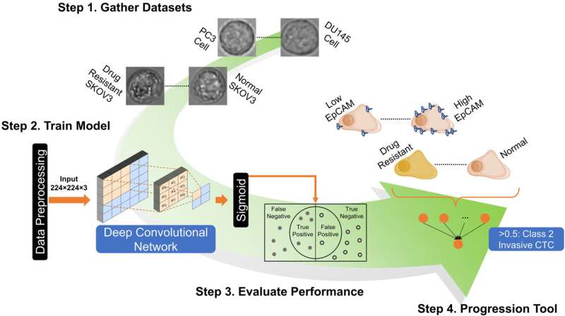 Classifying cancer cells to predict metastatic potential