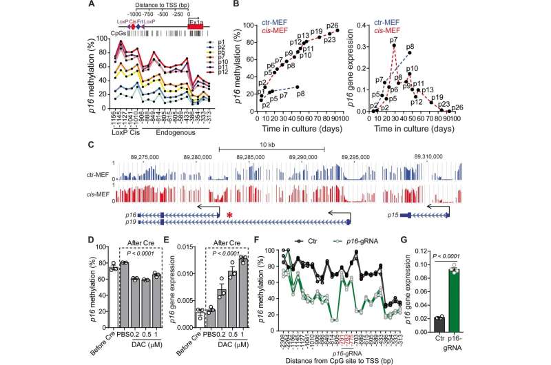 Gene p16 drives colorectal cancer emerging as a target for potential therapies