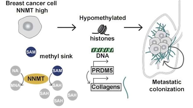 Mechanisms behind aggressive cancer metastases uncovered