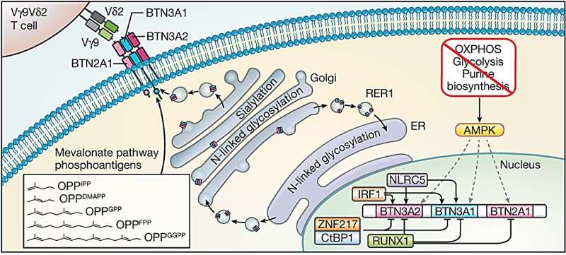 How unique immune cells can recognize and destroy tumors