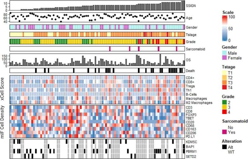 Spatial patterns of immune cells predict patient outcomes in clear cell renal cell carcinoma